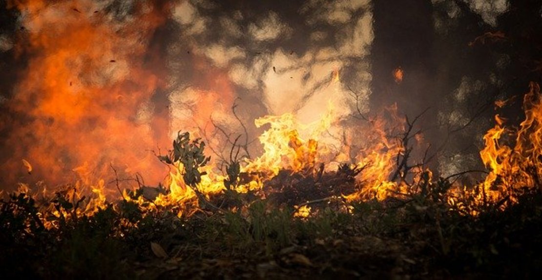 В Минприроды назвали самую частую причину лесных пожаров