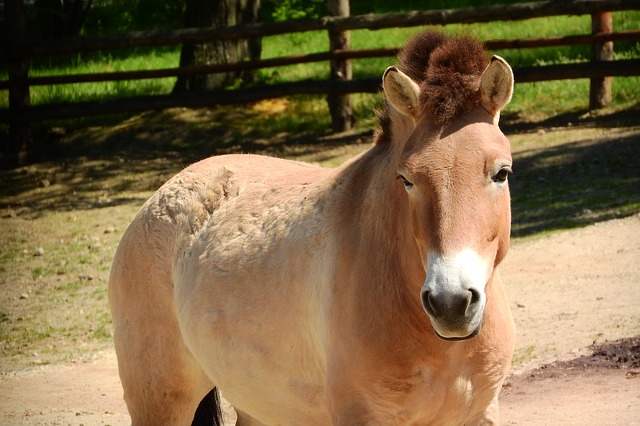 В России возьмутся за восстановление популяции лошади Пржевальского