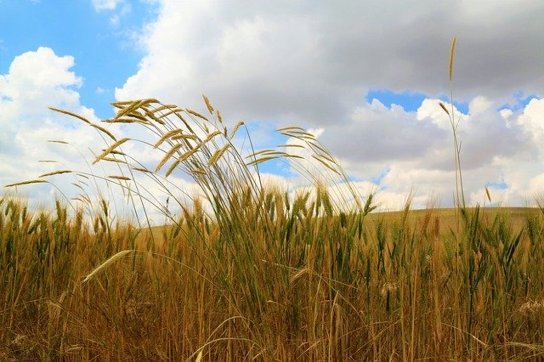 Производство зерна в России в 2020 году может превысить 122 млн тонн