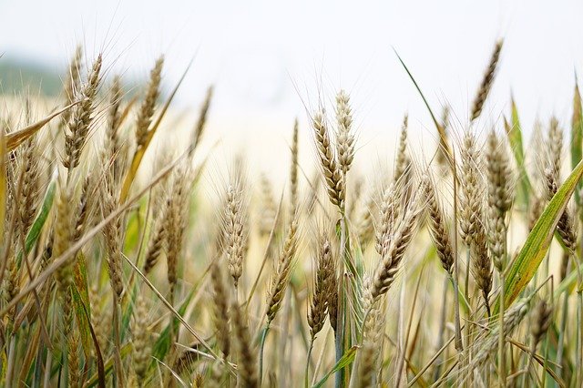 В Подмосковье начали выращивать новый сорт пшеницы
