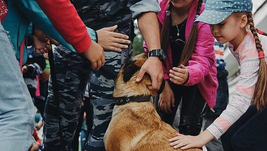 День фронтовой собаки отметили в десяти российских регионах