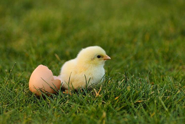 Производство мяса птицы и яиц в России превышает спрос