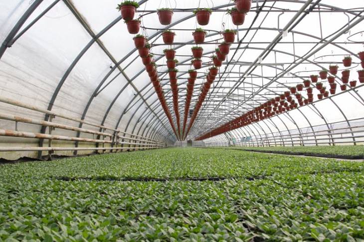 В России растет производство тепличных овощей