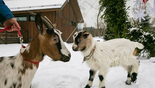 В январе на «Городской ферме» ВДНХ родился козленок камерунской карликовой породы. По традиции имя новорожденному выбира...