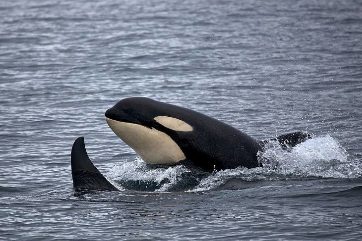 Из "китовой тюрьмы" освободили последнюю партию млекопитающих