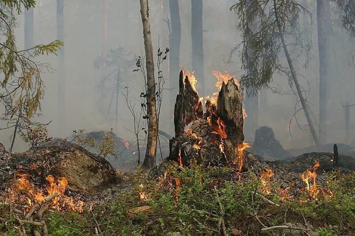 Лесные пожары: Счетная палата бьет тревогу