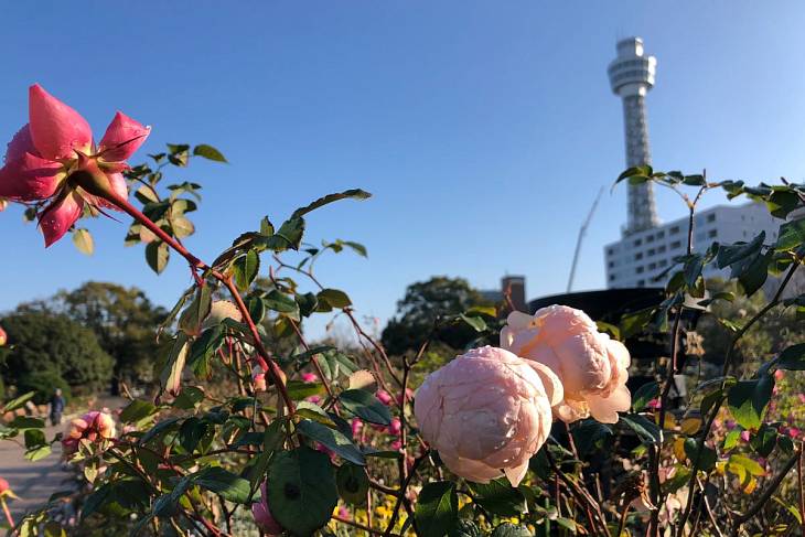 15 ����� ������ � Tulip Shikisaikan � ������ ������