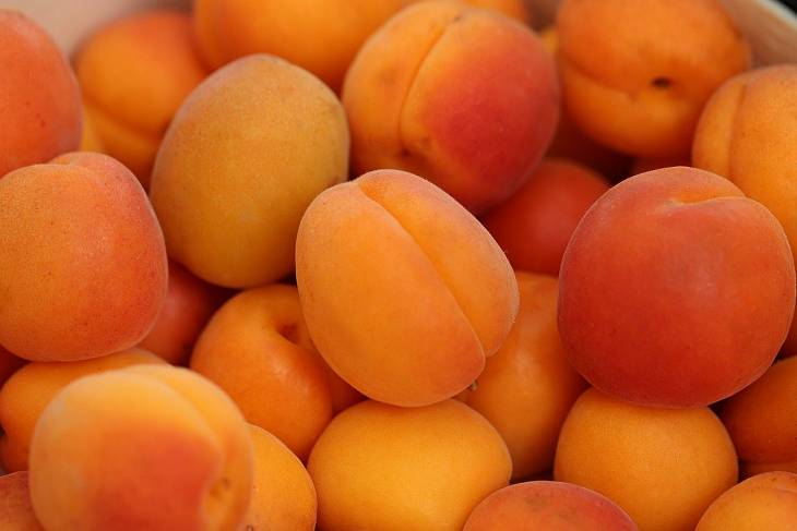 Российские ученые вывели новые сорта абрикоса и персика