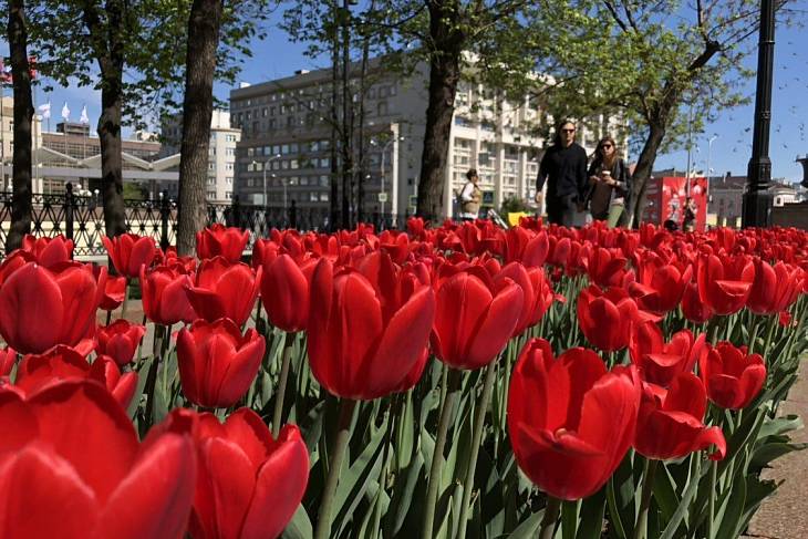 Москву украсят яркие сады «Цветочного джема»