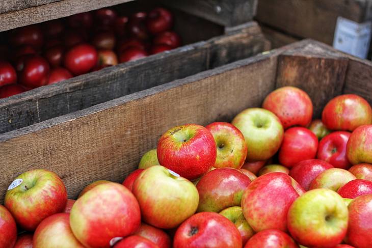 В России добились рекордного урожая яблок и ягод