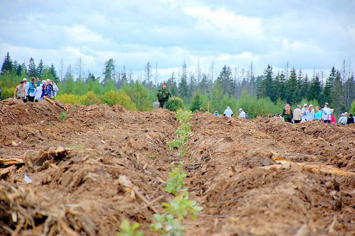 Леса Подмосковье будут обновлять сеянцами сосны и ели