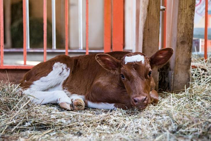 Новорожденного теленка на «Городской ферме» назвали в честь юбилея ВДНХ