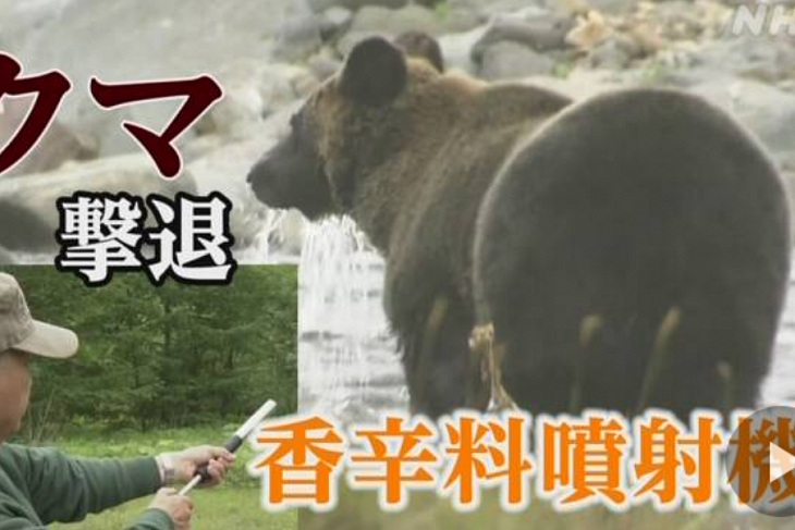 Японский перцовый порошок защитит от медведей