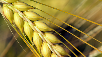 Аграрии прогнозируют хороший урожай зерна