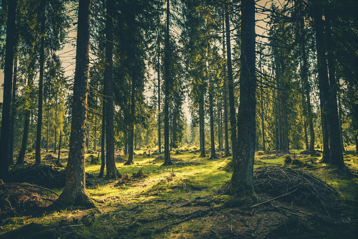 В 2023 году от вредителей планируют обработать более 500 тыс. га леса