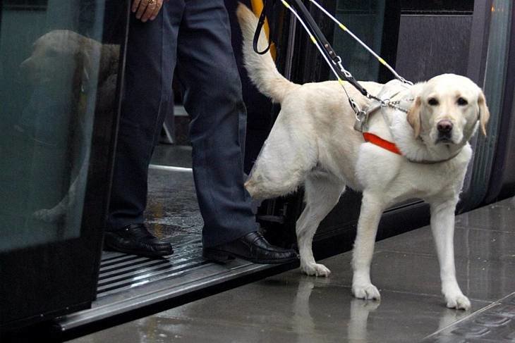 РУТ обучит навыкам взаимодействия с пассажиром в сопровождении собаки-поводыря