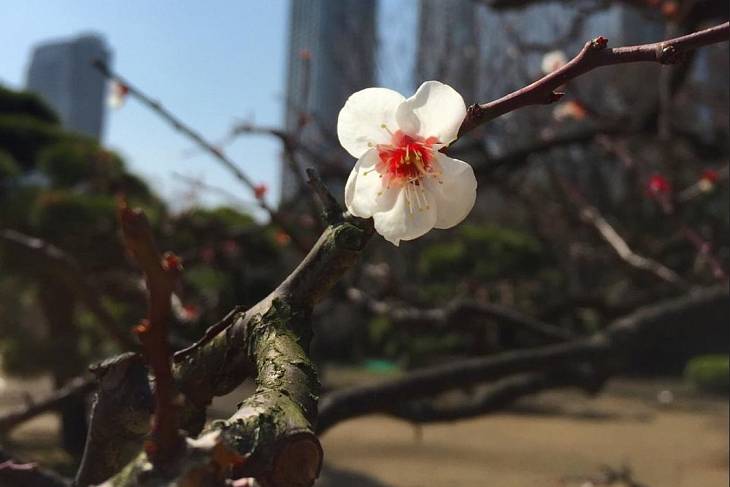 �Lego Sakura Tree� �� 880 ���. ������ ���� ������� � ������