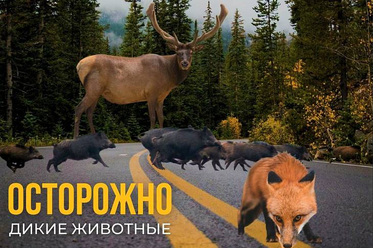 ��������, ��������: ����� �������� �� ��������� �������