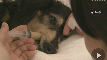 В Японии ввели новый экзамен для ветеринарных медсестер