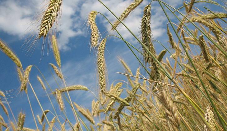 Российские аграрии собрали уже более 50 млн тонн зерна 