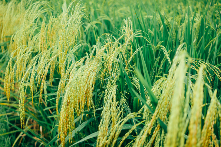 На экспорт риса и рисовой крупы введен временный запрет