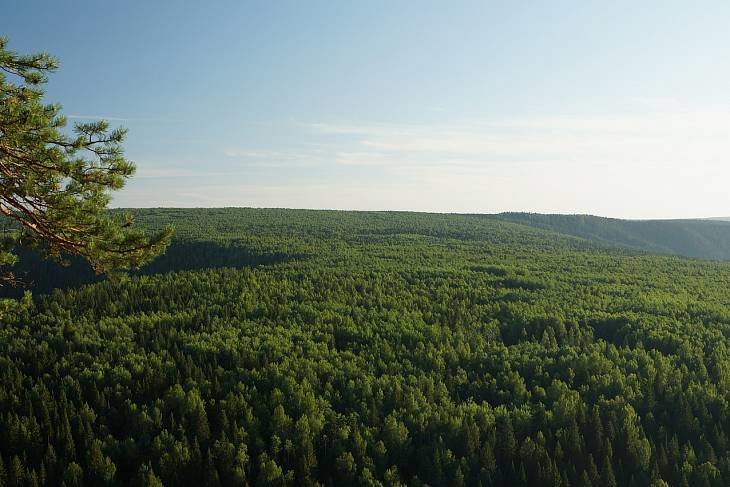 РЖД высаживает 20 гектаров леса в Иркутской области