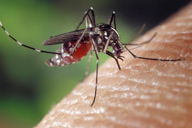 В Москве начали обработку водоемов от комаров