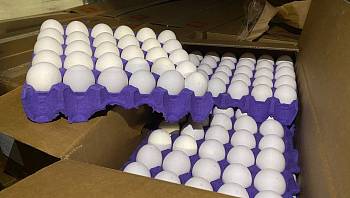 Россельхознадзор продолжает контроль поставок яиц из Азербайджана и Турции