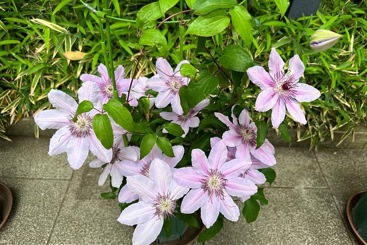 � �������� ������� ����� ������������� ����� 100 ���. �������