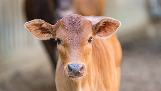 В семейном образовательном центре «Городская ферма» второе пополнение с начала года - в семействе коров зебу родился тел...