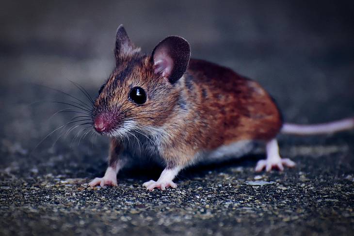 Эксперты-экологи прогнозируют нашествие мышей
