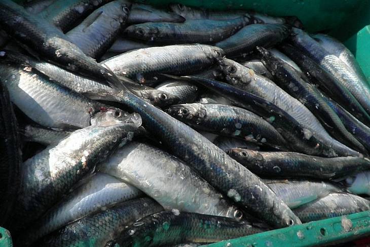 Объём продаж рыбы в «Перекрёстке» впервые достиг показателей мяса и птицы