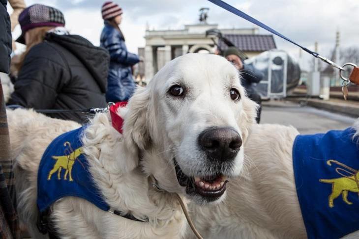 На ВДНХ отметят Международный день собак-поводырей 